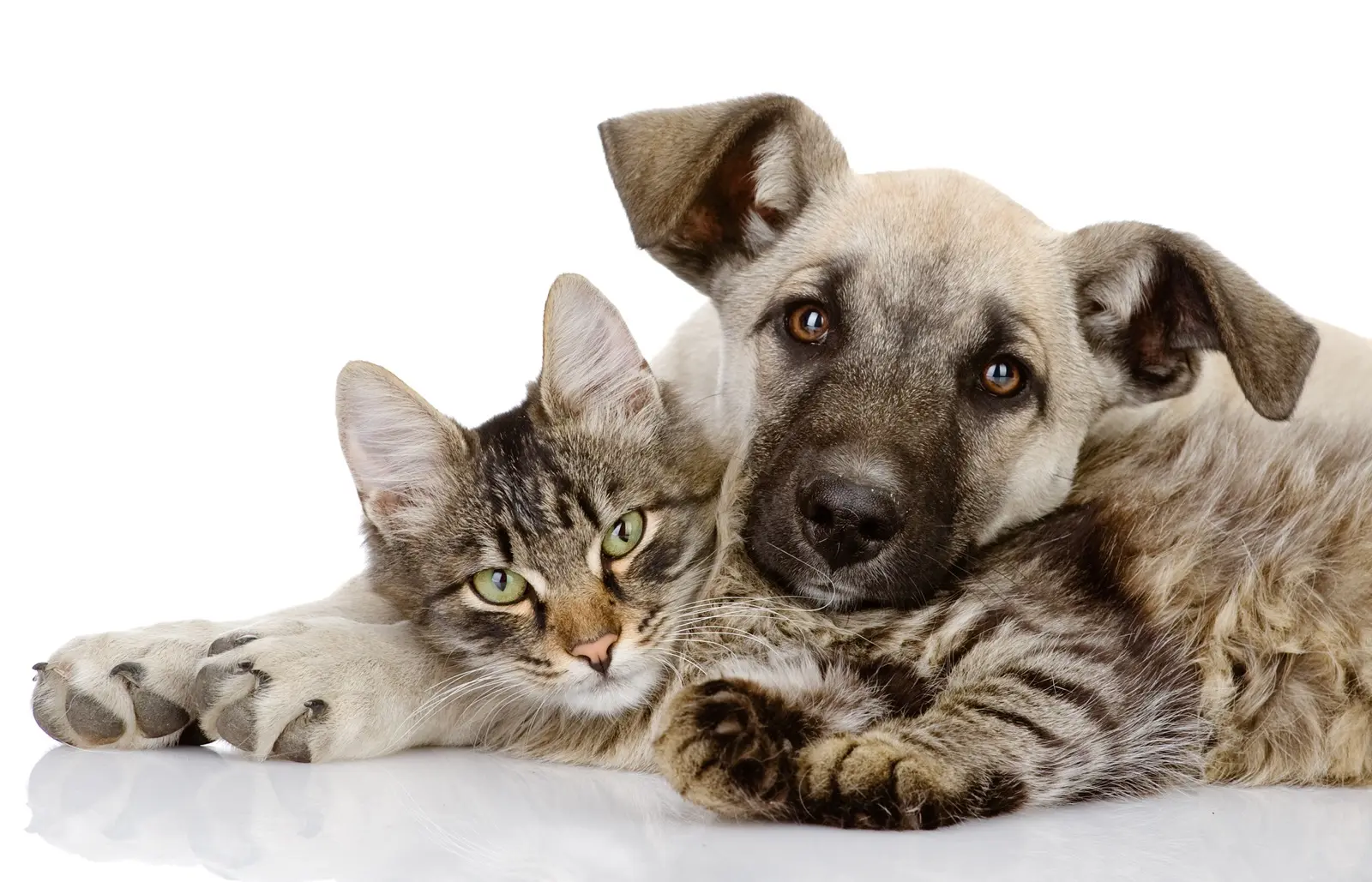 Всемирный день животных