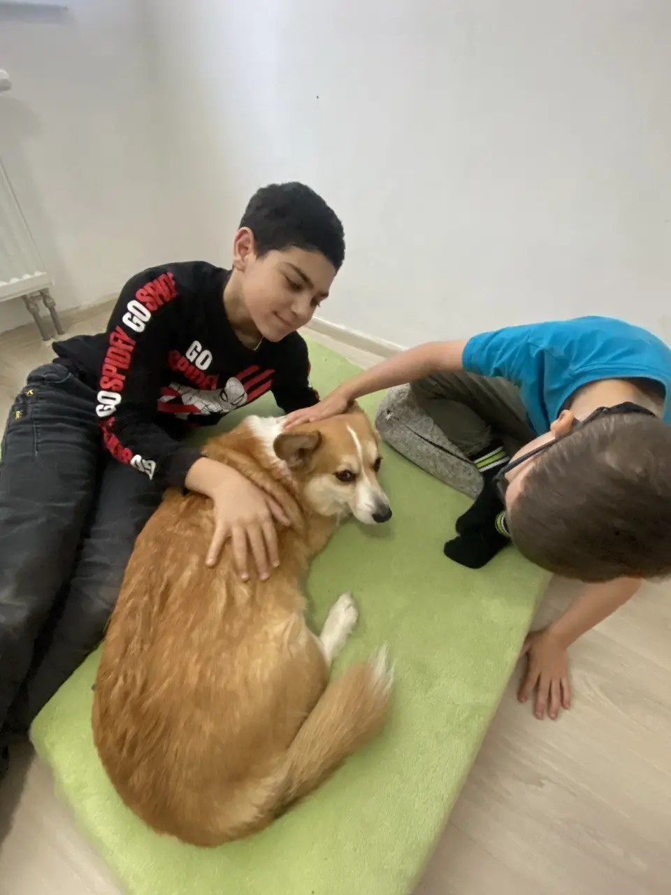 Собакотерапия. Фото 2